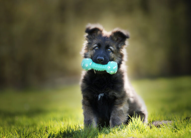 Juguetes recomendados según la edad de tu perro