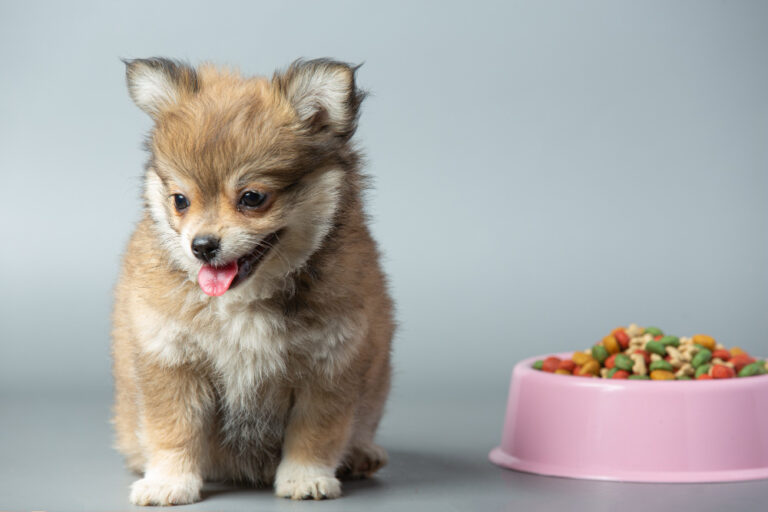 ¿Cuántas veces debe comer Tu cachorro?