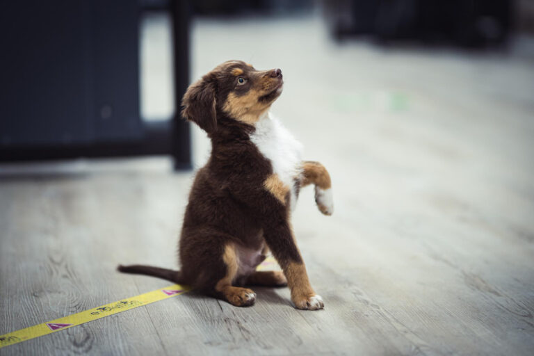 Cómo entrenar un cachorro desde el primer día
