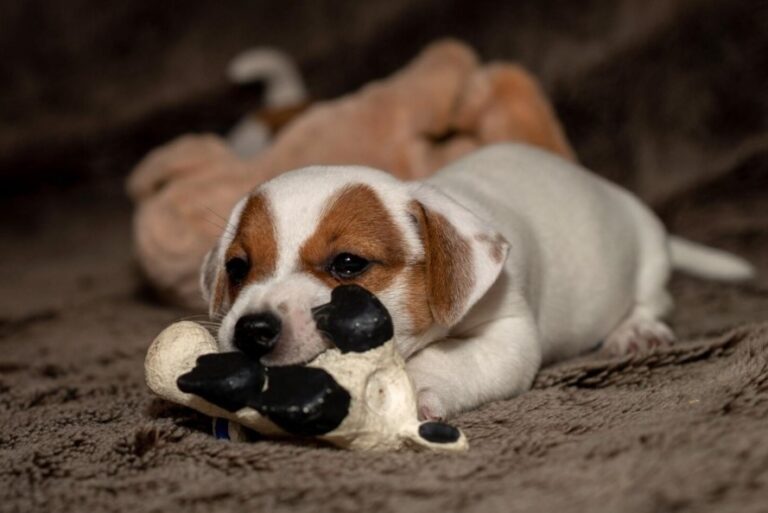 ¿Tu perro lo muerde todo y no sabes qué hacer?