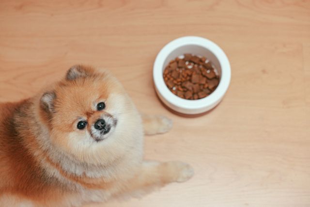 ¿Qué puede y qué no puede comer un perro?