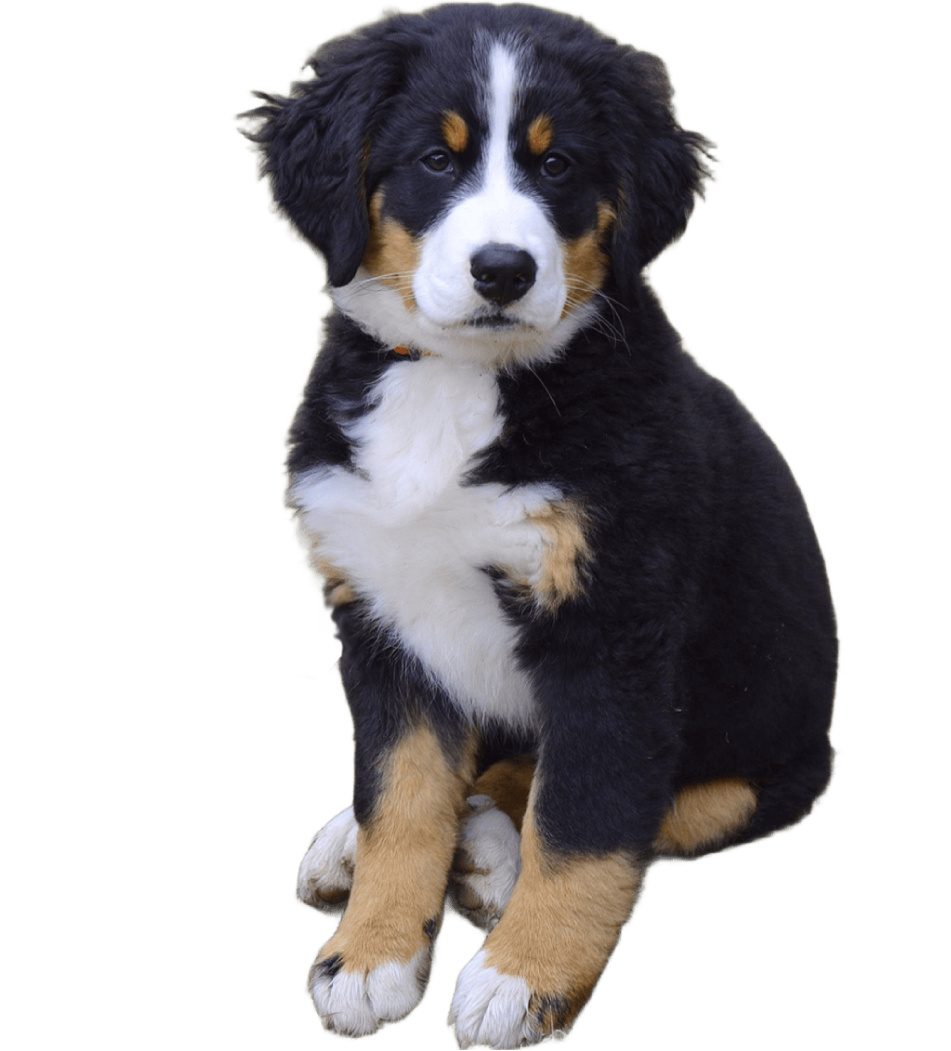 BERNESE DE LA MONTAÑA