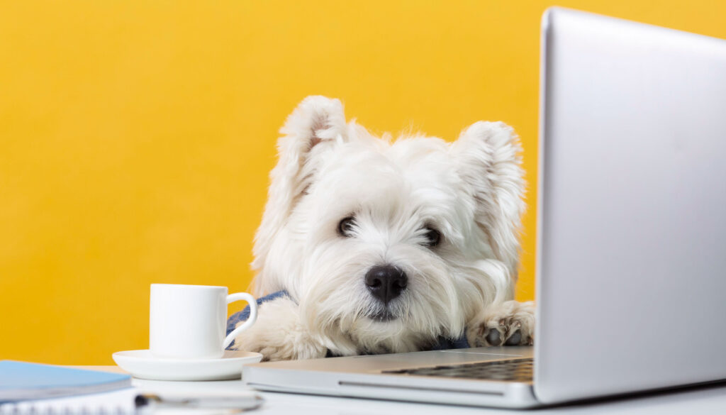 DOG BUSSINES WESTY TRABAJANDO