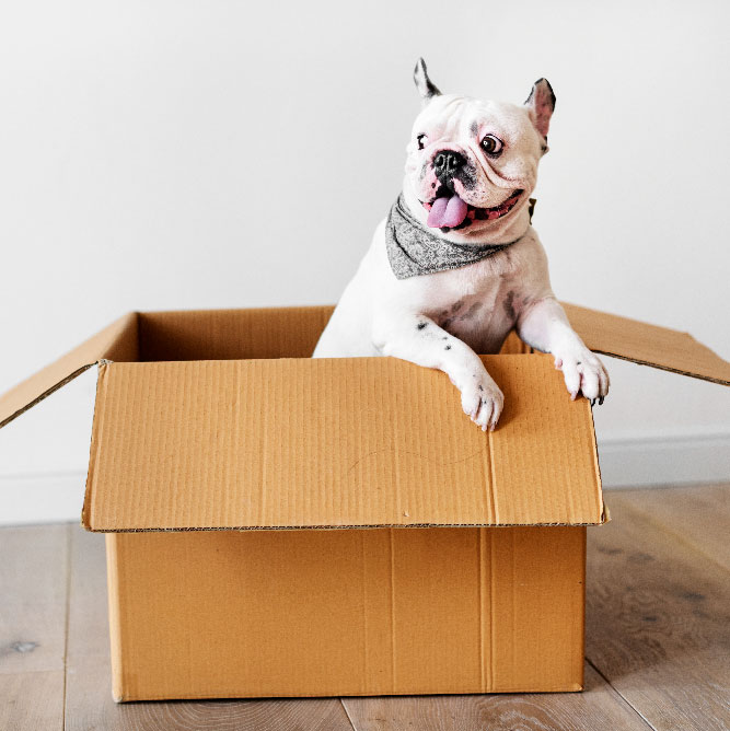 PUPPY BOX FRENCH BULLDOG FRANCES