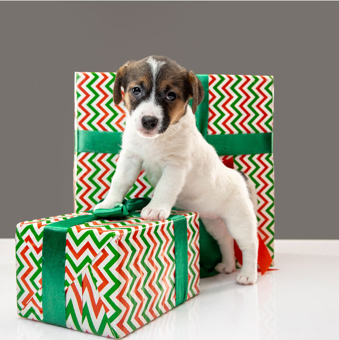 PUPPY BOX GIFT PUPPY BOX