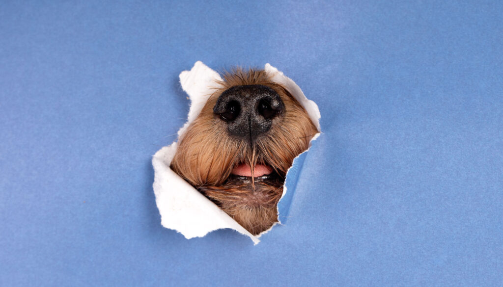 QUIENES SOMOS PUPPY BOX