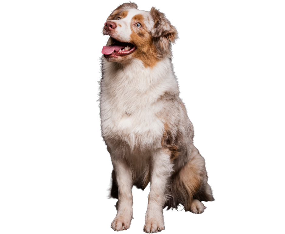 BODER COLLIE FUNN