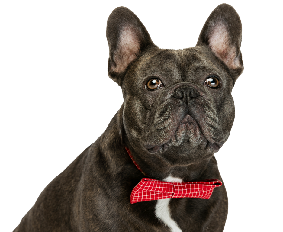 BULLDOG FRANCES FUNN