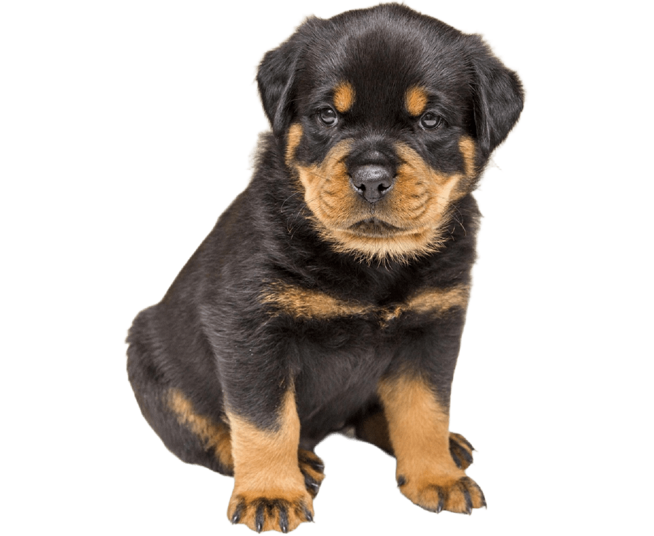 ROTWEILLER RAZA GRANDE