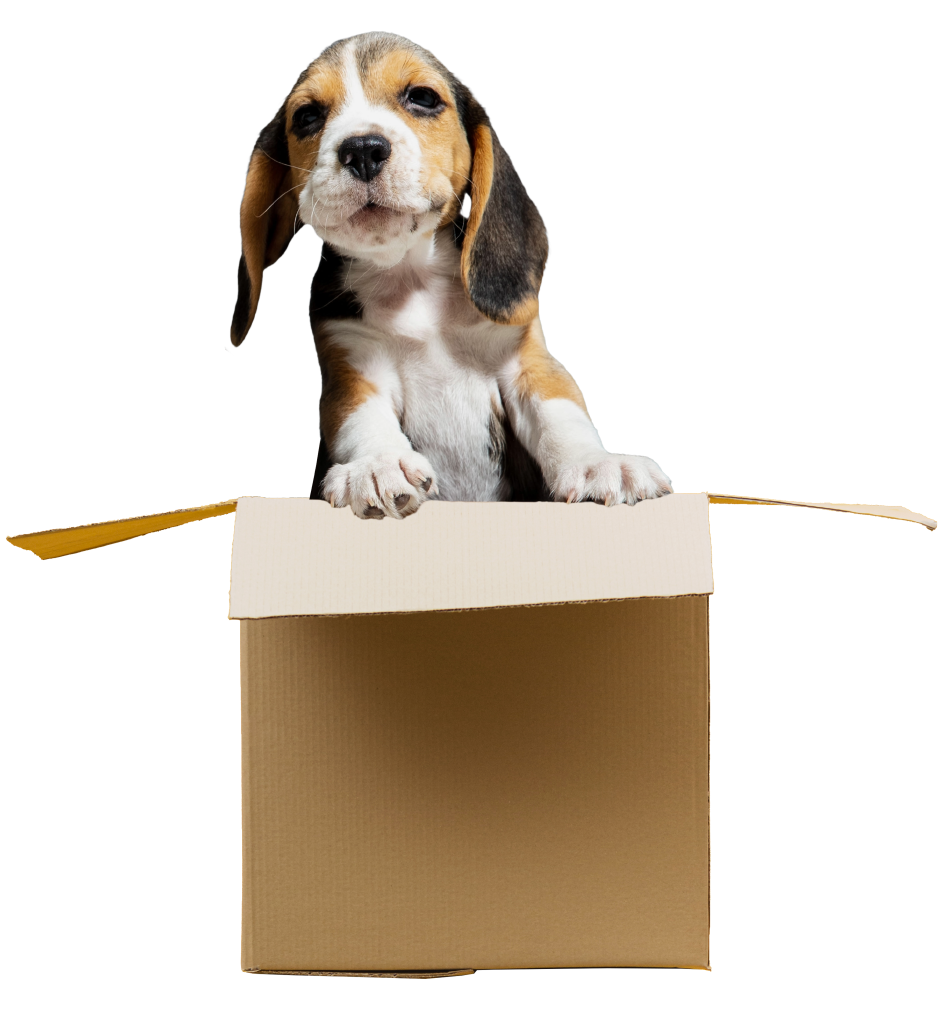 PUPPYBOX BEAGLE