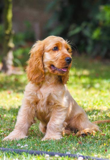 COCKER