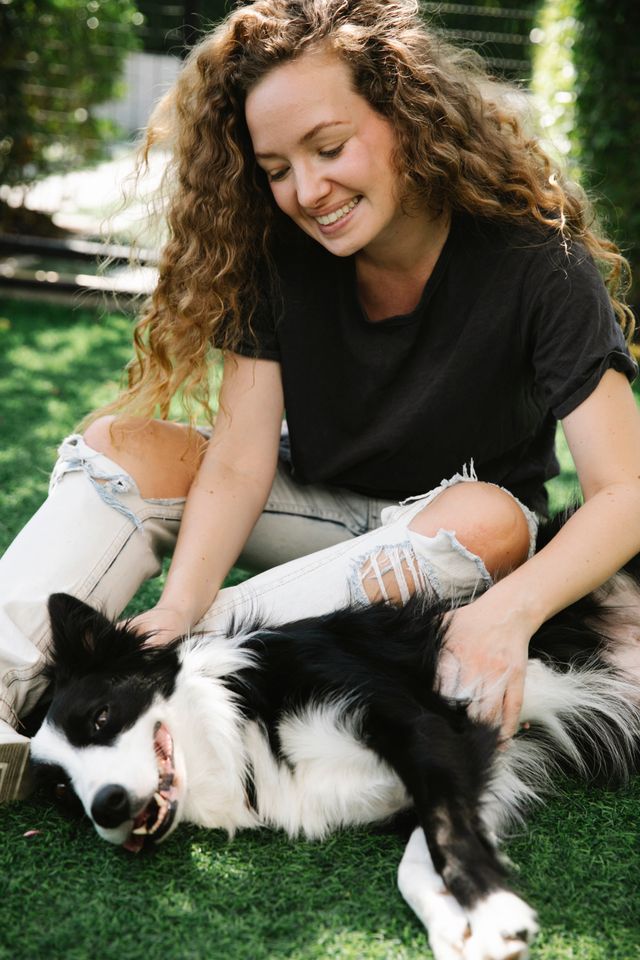 CACHORROS BORDER COLLIE EN COLOMBIA
